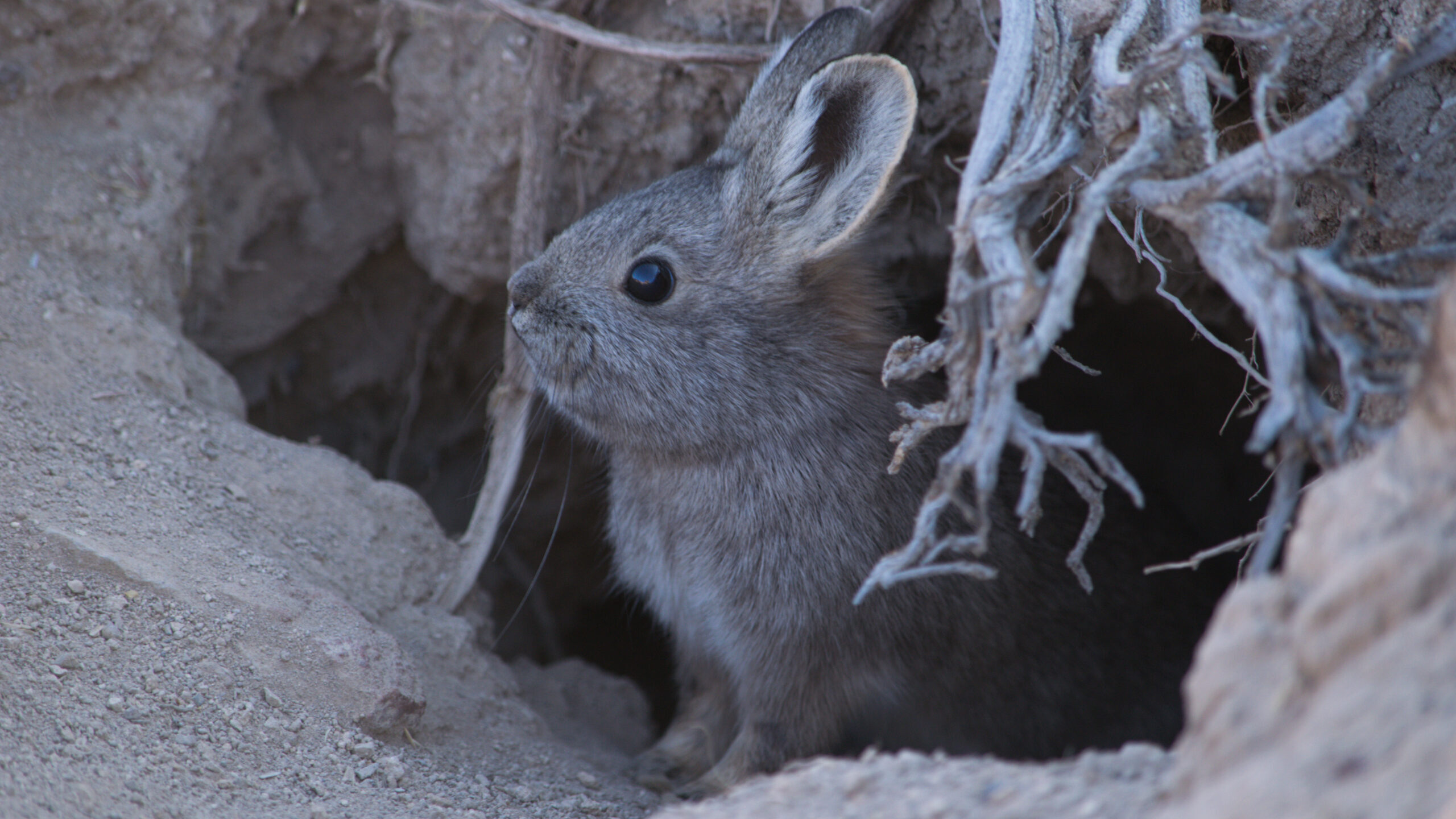 Pygmy rabbit (Brachylagus idahoensis). Photo credit: Miranda Crowell....