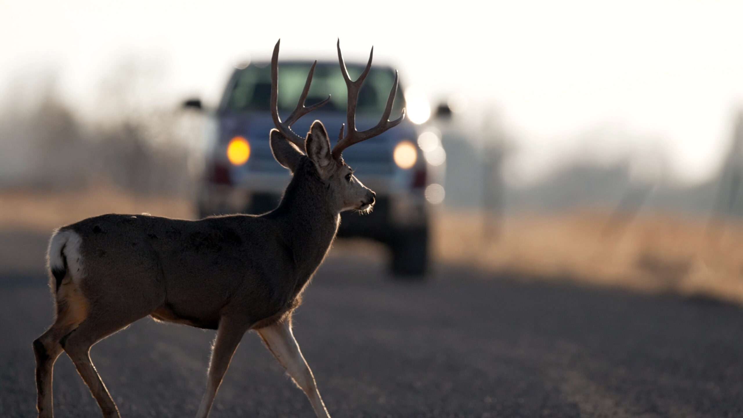 A buck deer crosses in front of a truck in Oak City in November 2022. A new report from the Utah DW...