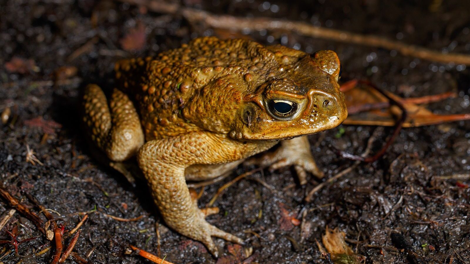Cane toads produce poison in large glands perched on their shoulders that's fatal for some animals....