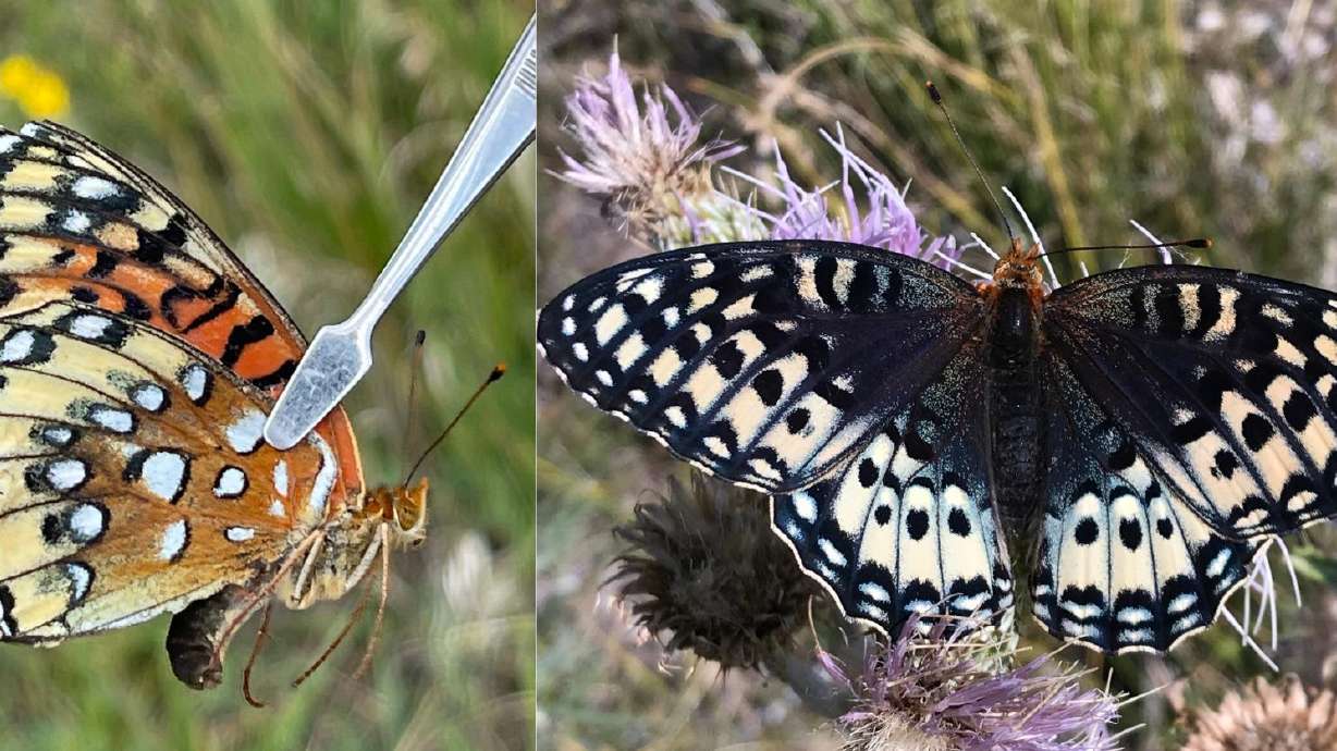 Endangered Utah butterfly...