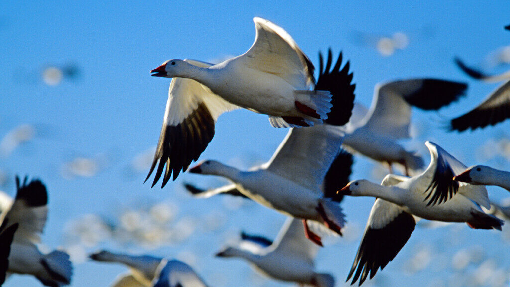 Snow geese take flight from Delta Reservoir....