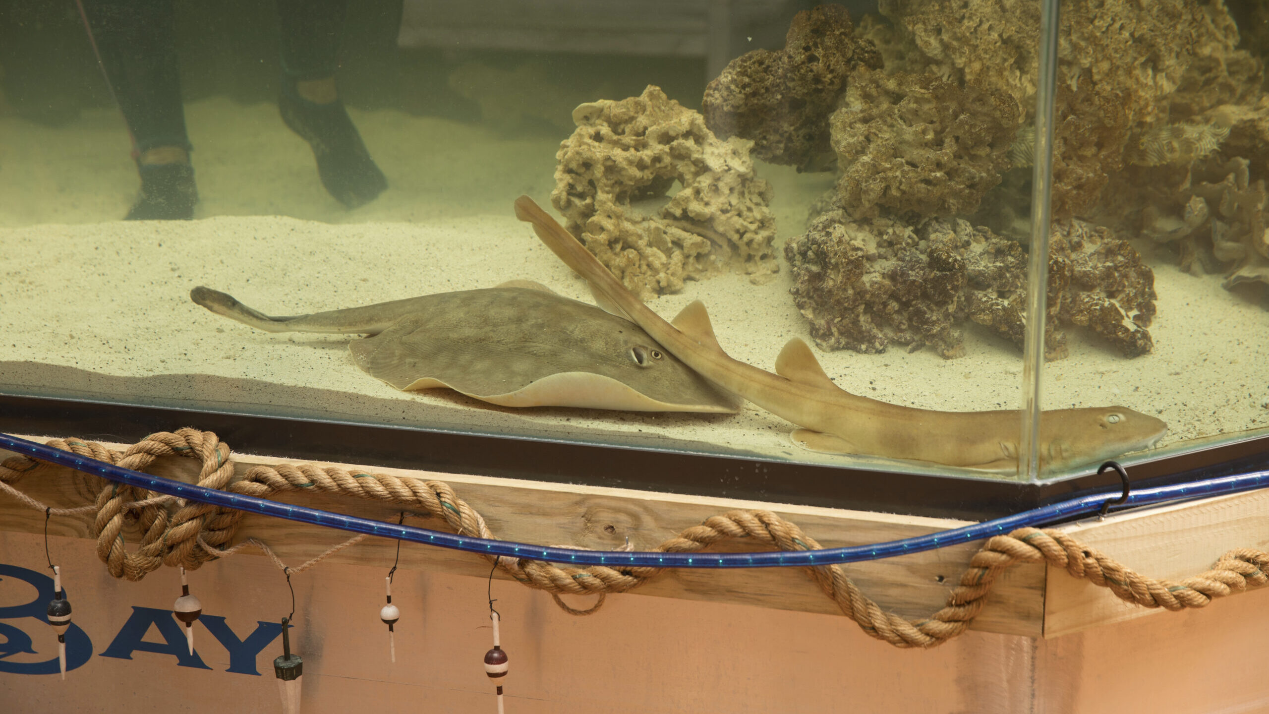 Charlotte, a round stingray, in an undated photo at the Aquarium and Shark Lab by Team ECCO in Hend...