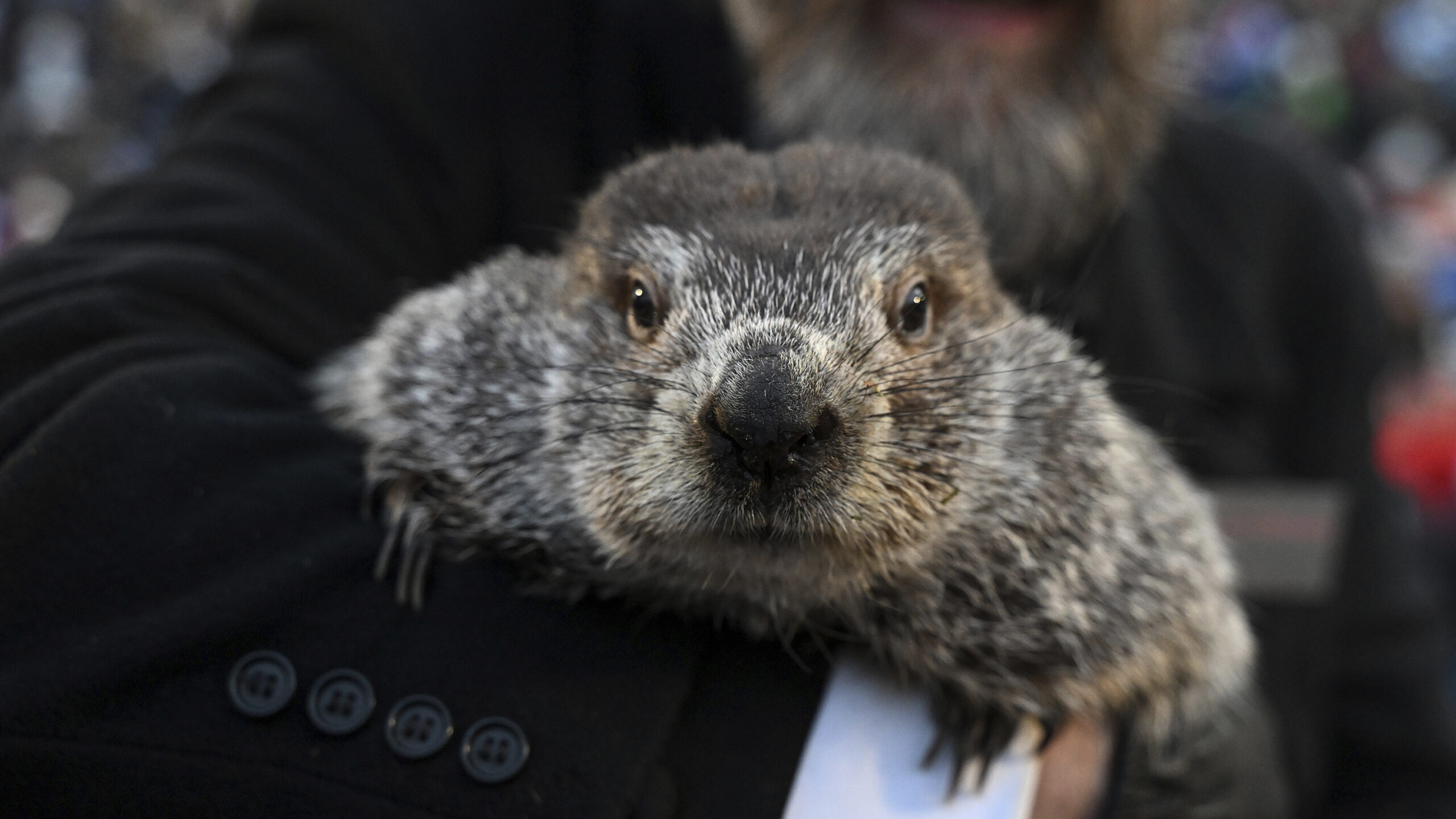 Groundhog Day celebrations Friday, Feb. 2, 2024, will draw thousands of people to see celebrity woo...