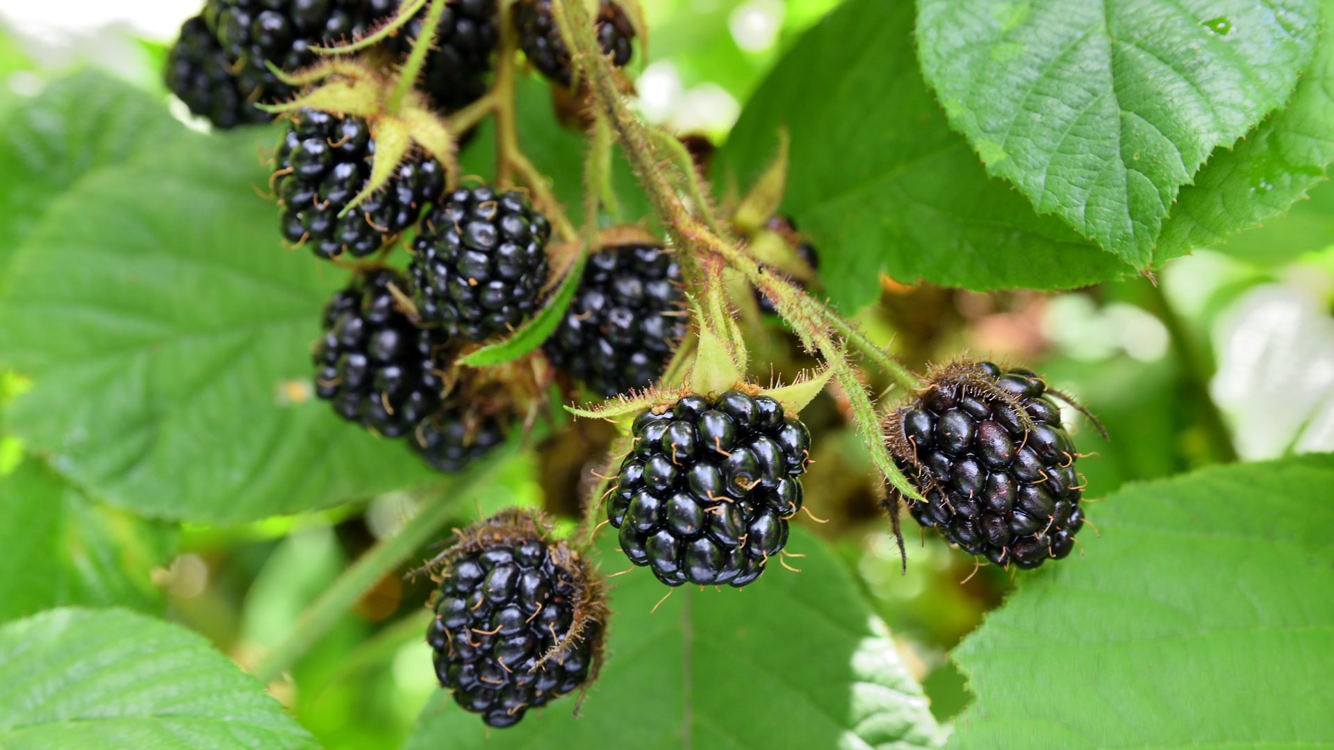 When you’re making your selections, you will want to avoid the trailing blackberries because they...