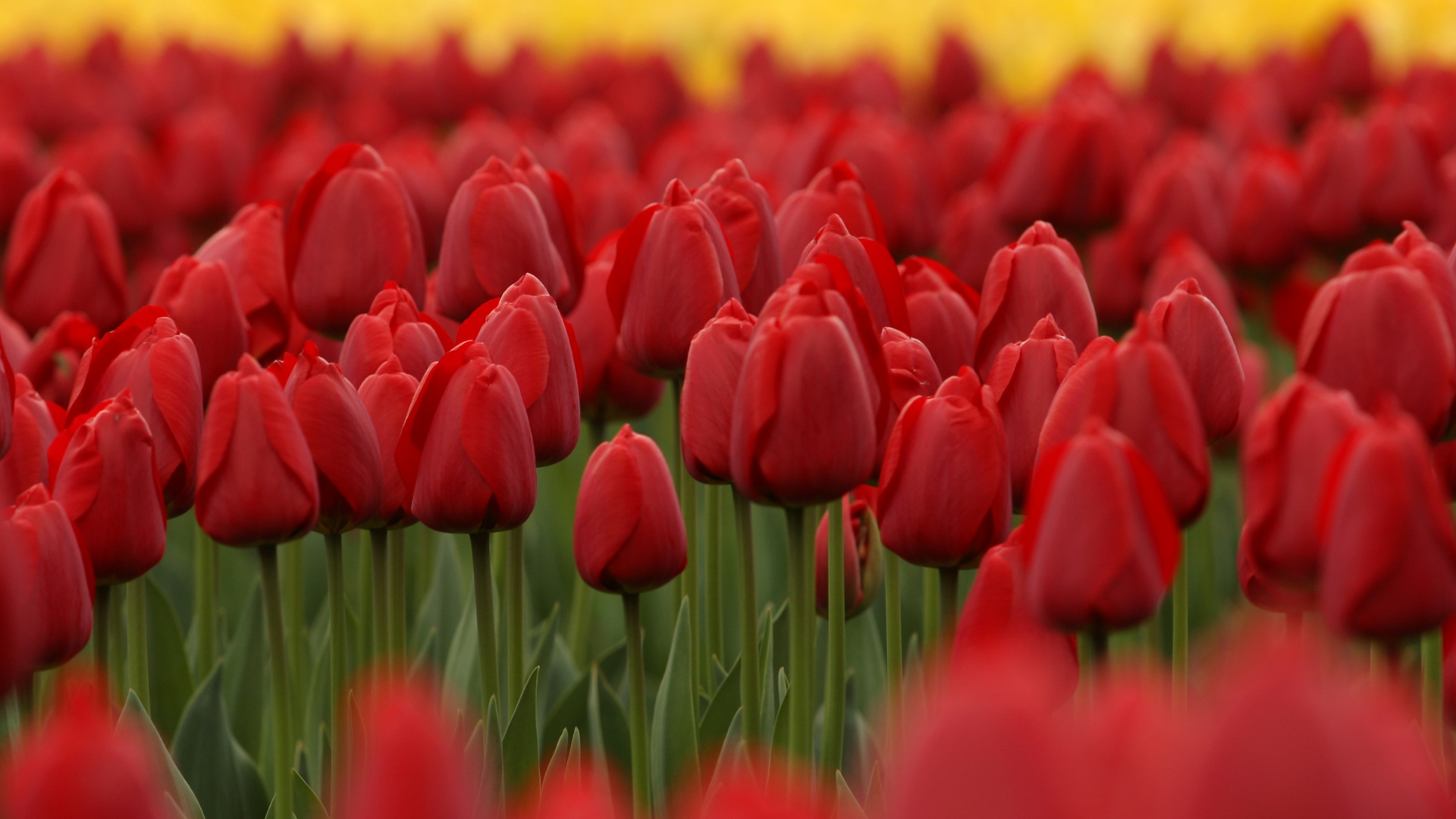 Tulips are bulbs that you plant in the fall so they can be ready in the spring. They typically come...