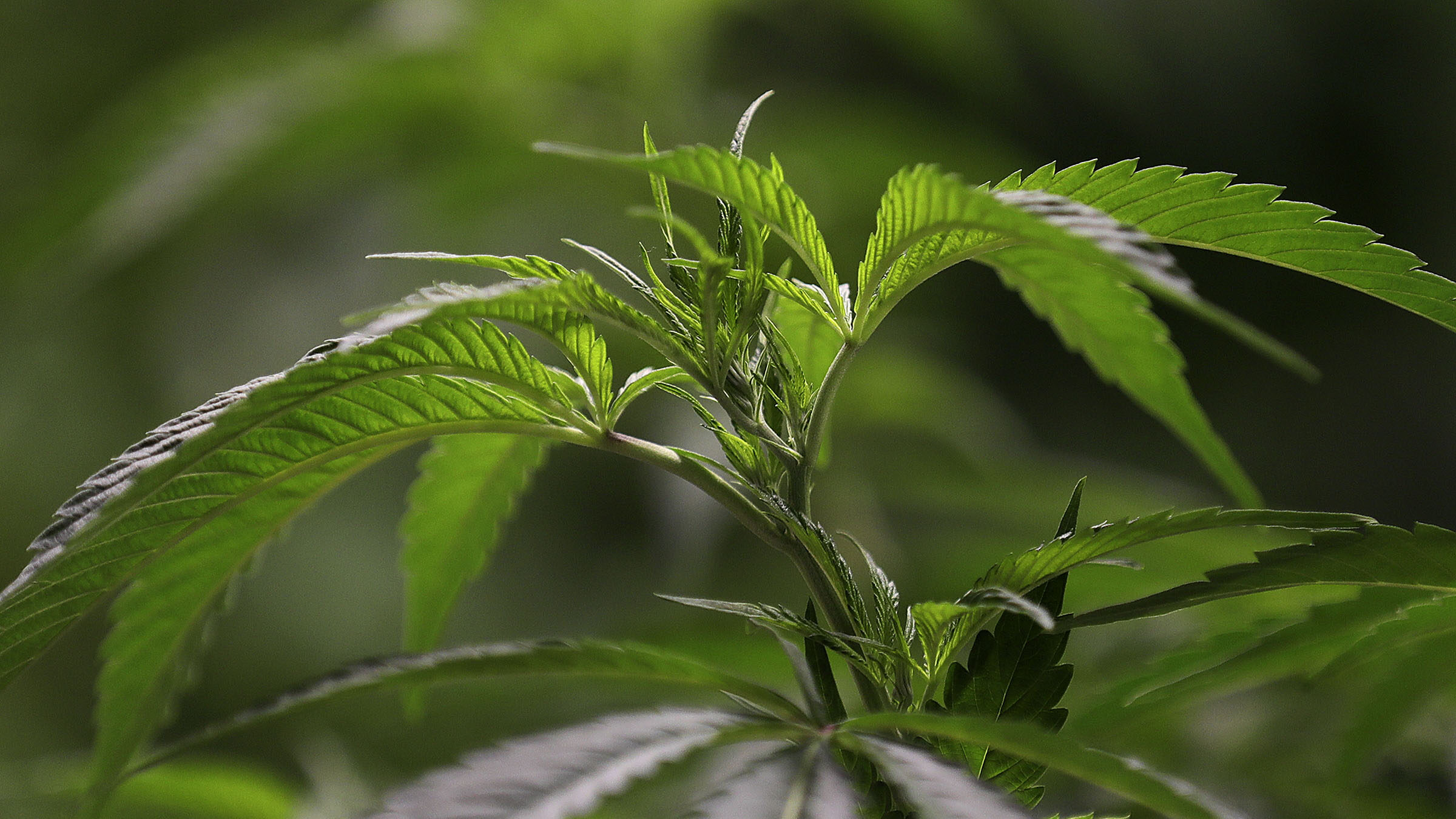 Marijuana grows at Tryke Companies Utah's medical cannabis cultivation facility in Tooele...