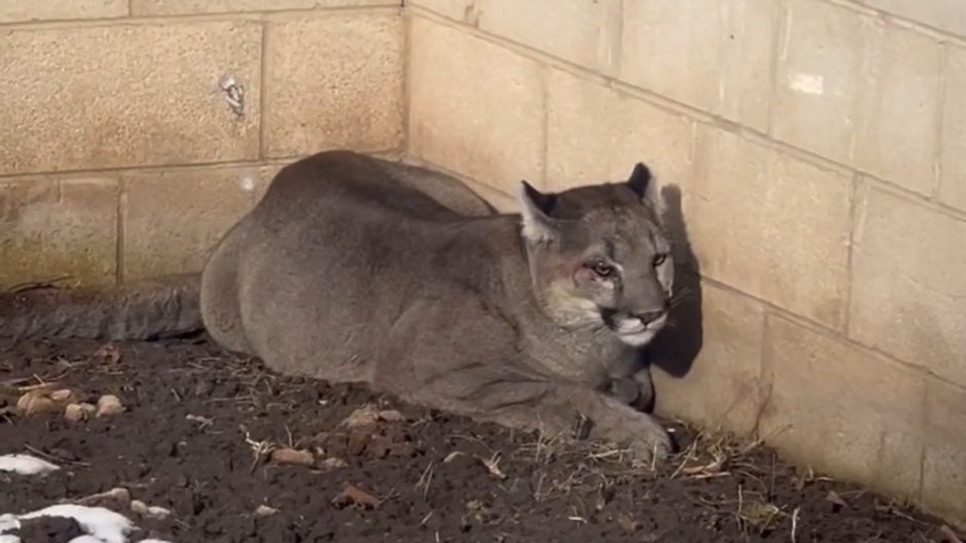 A mountain lion first seen on the campus of USU on Tuesday morning later made their way to a nearby...
