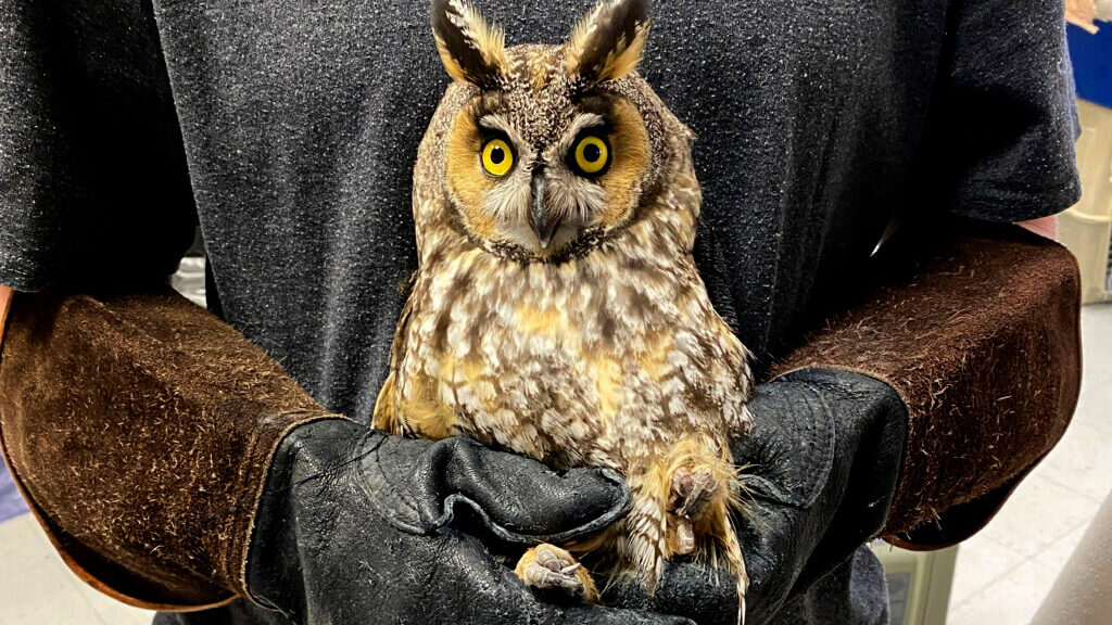Image of a long-eared owl being cared for at the Wildlife Rehabilitation Center of Northern Utah in...