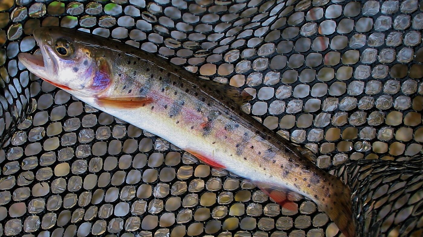 A cutthroat trout...