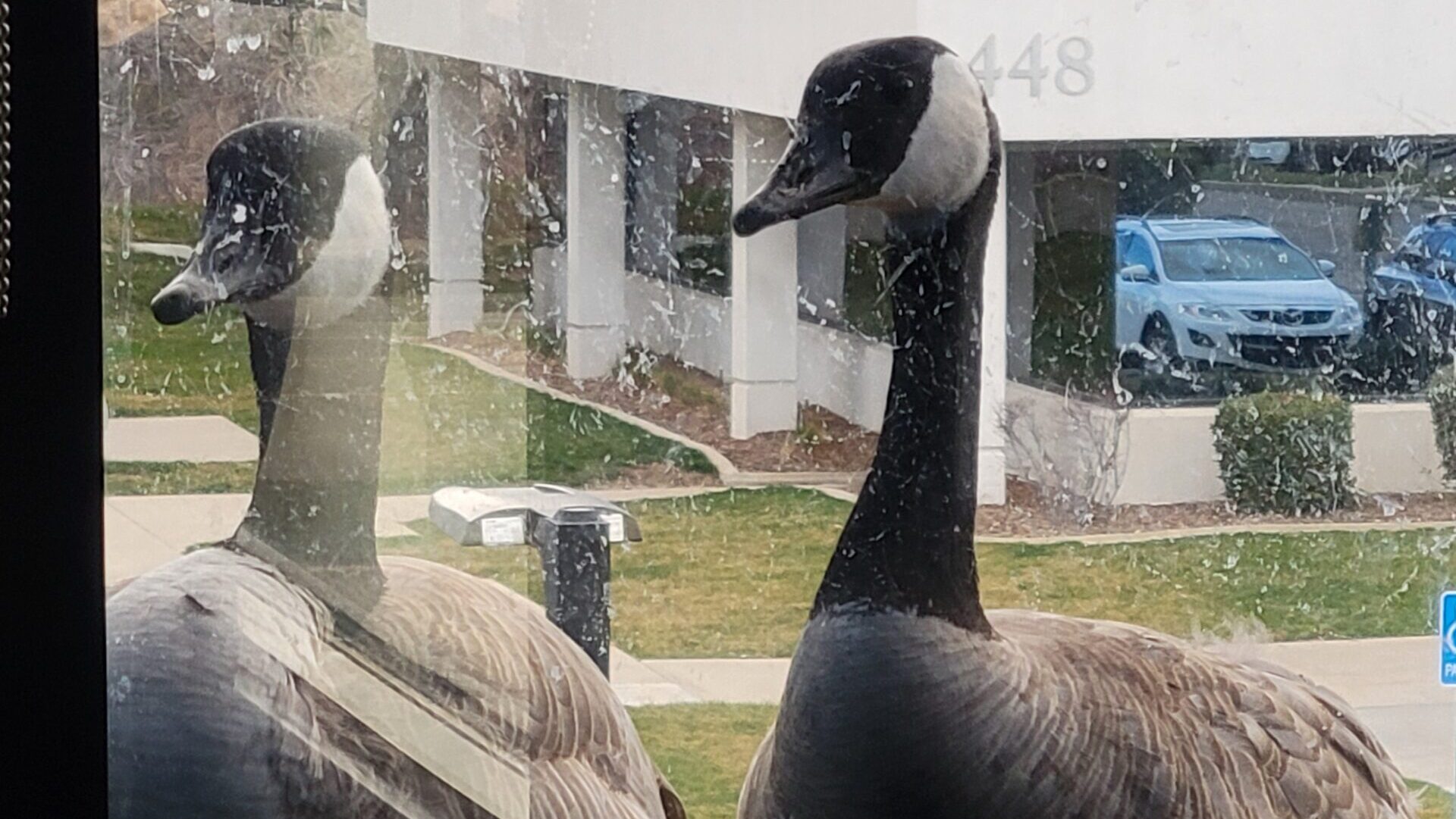 A Murray business is worried about the geese that have taken up residence on a small window ledge o...