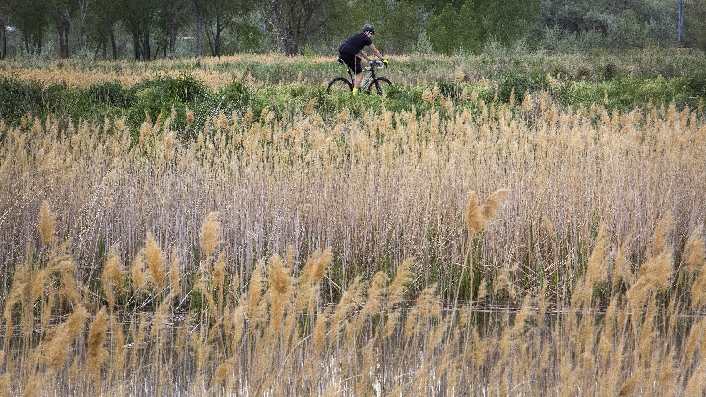 a cyclist shown near pond, a west valley wetland park is in the works...