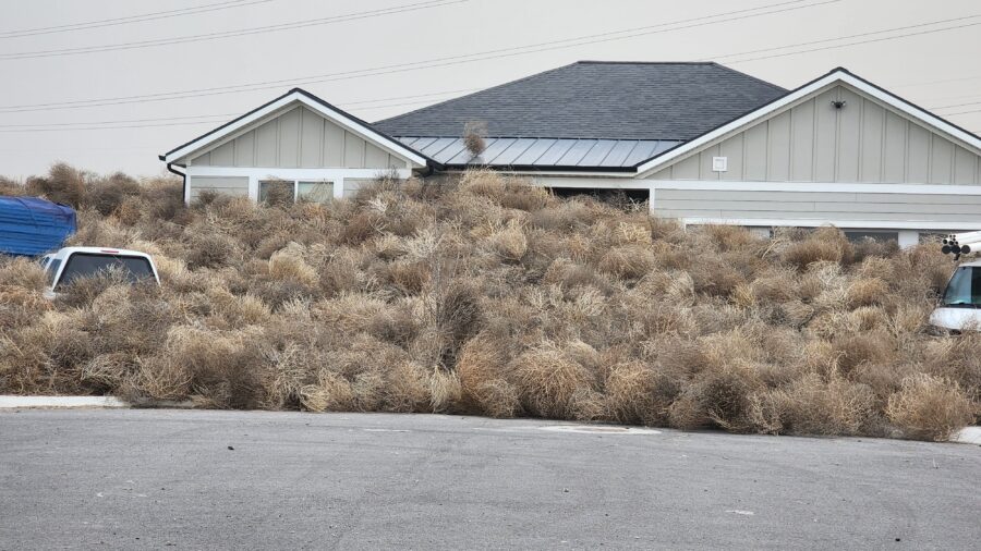 Tumbleweeds surround an Eagle Mountain home on March 2, 2024. (Photo credit: Brennen Katsos)...