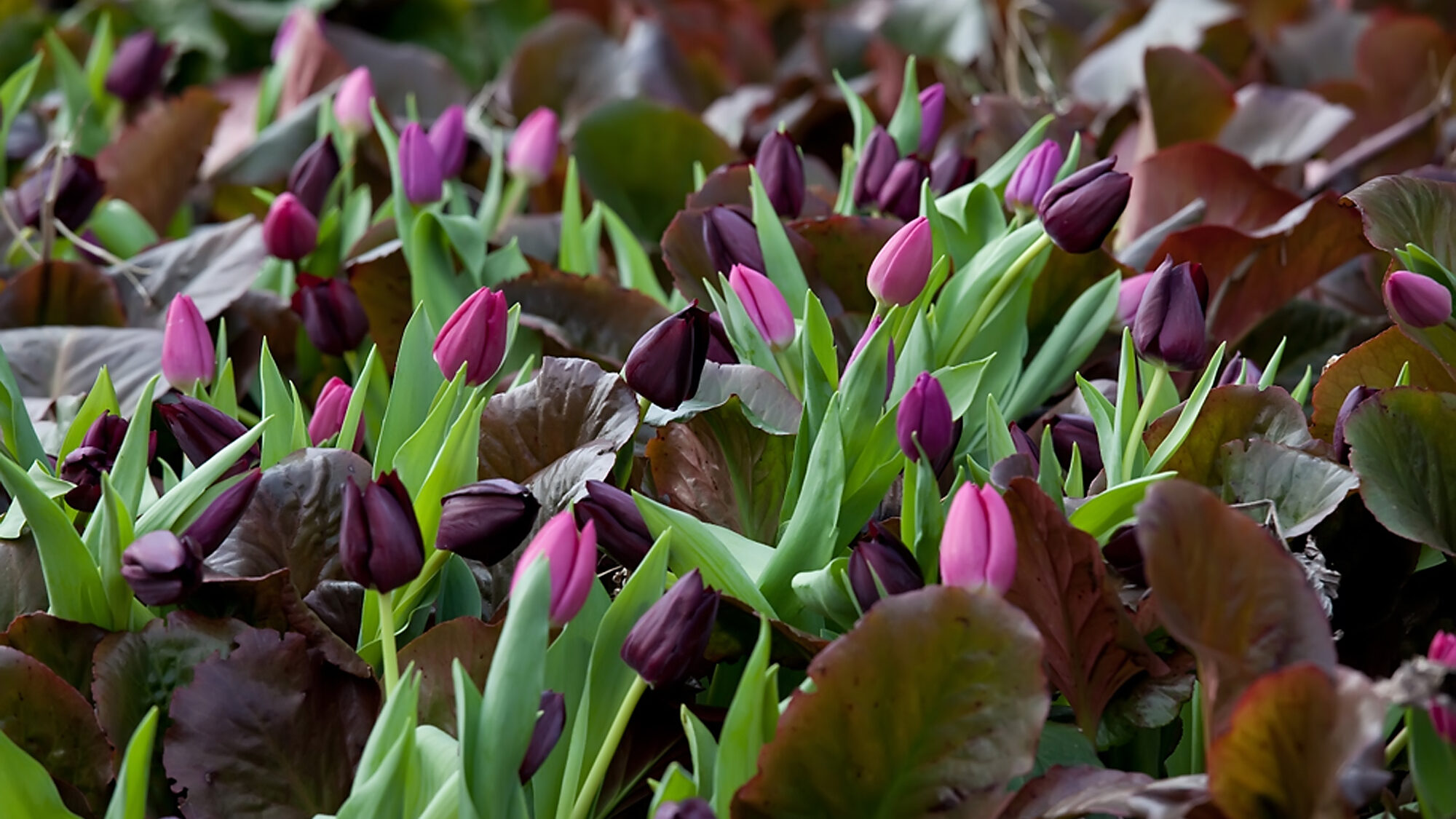 Two shades of purple tulips combine with a spring garden of emerging red-leafed lettuce. (Netherlan...