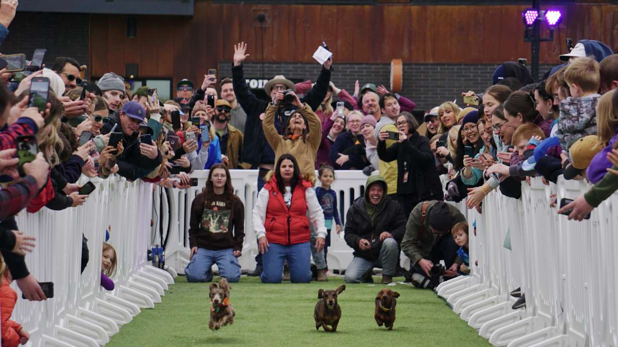 Wiener dogs Benny, Rosie and Newman K. Corrington race for their place on the podium of Millcreek's...