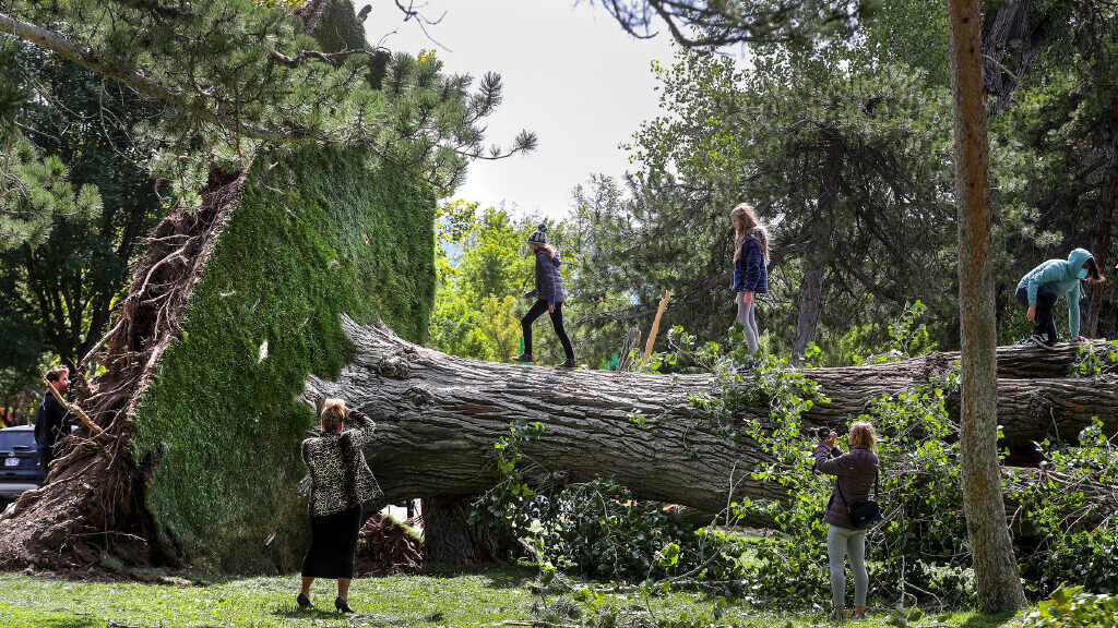 People on Wednesday, Sept. 9, 2020, take photos and climb on a huge tree that was toppled by high w...
