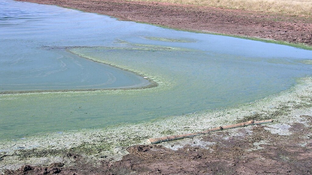 Toxic algae floats on top of a lake....
