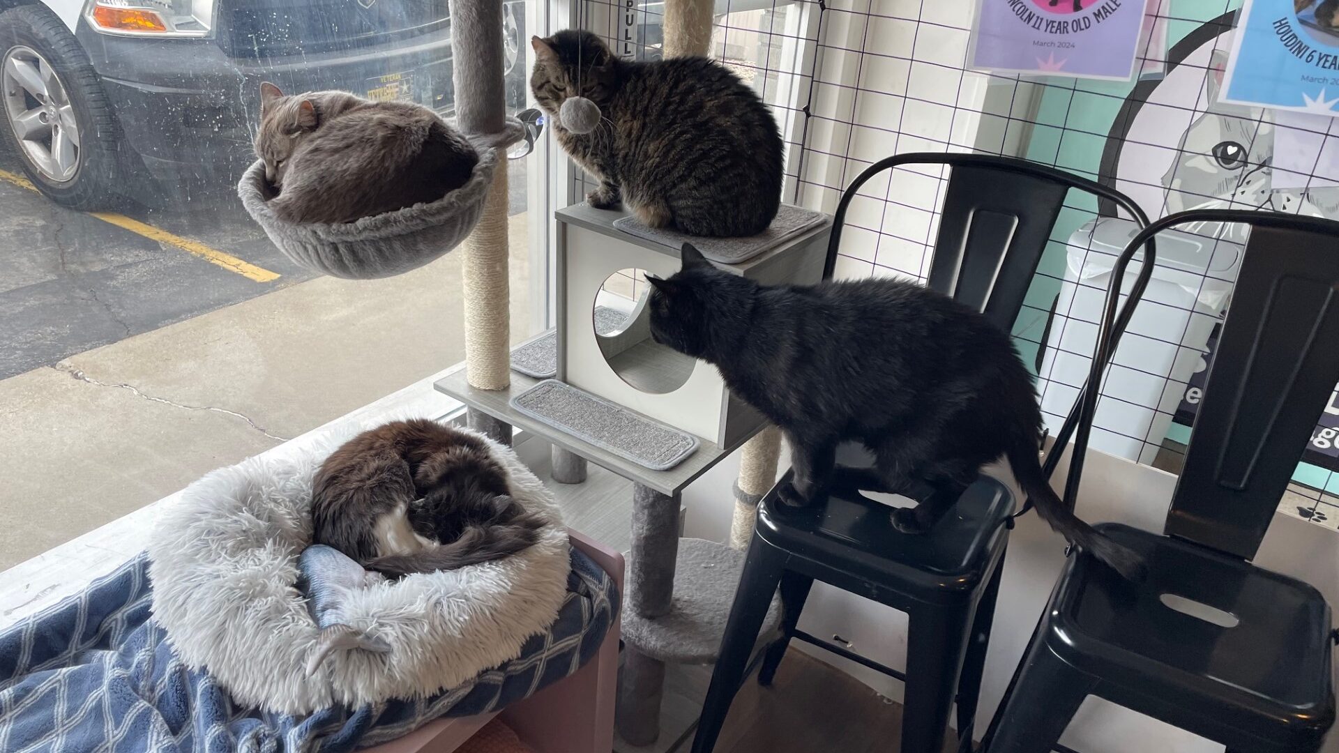 Four cats relaxing on chairs and a cat tree at Fawn's Family Rescue...