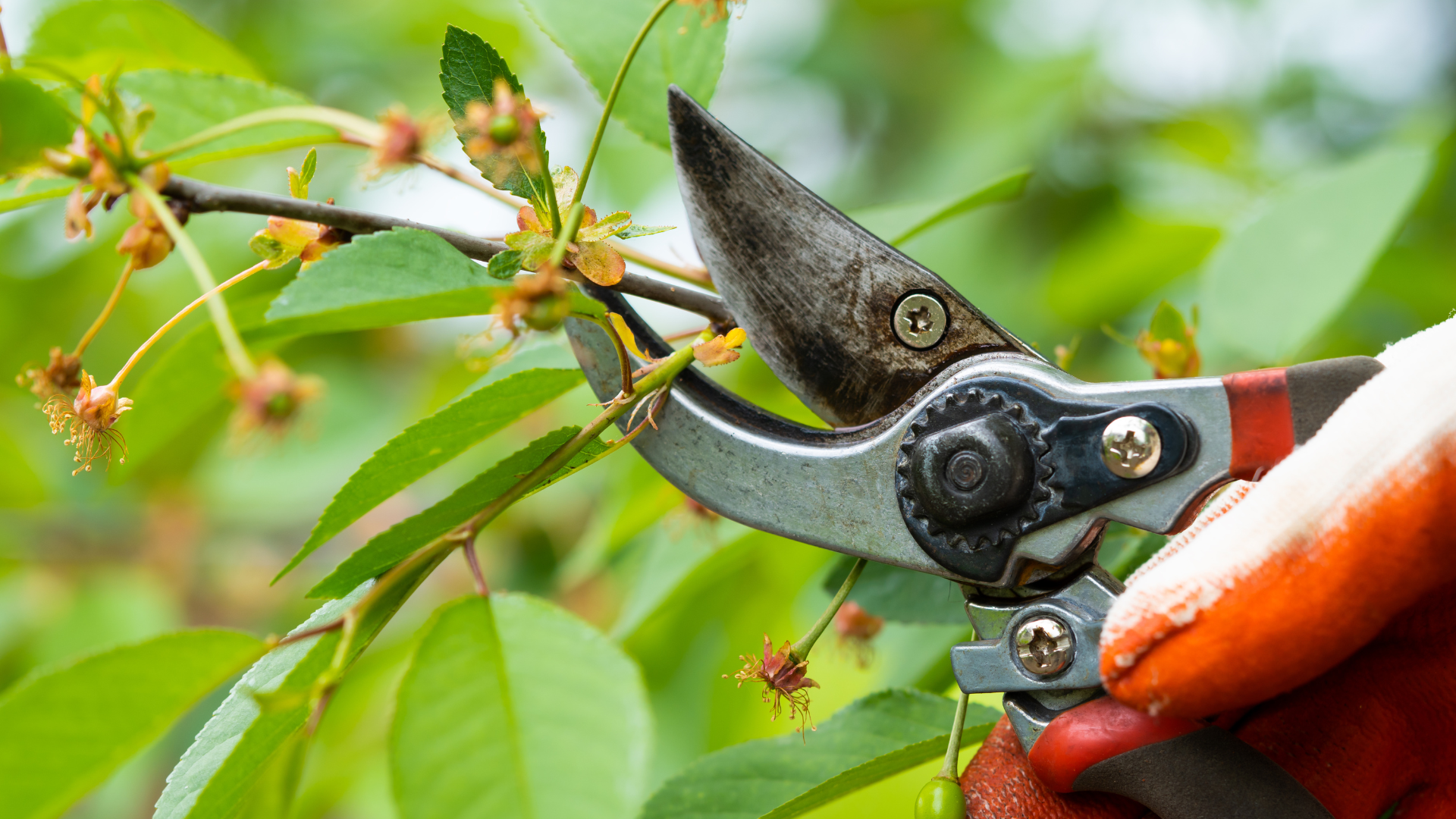 Renewal pruning is the process of going inside the shrub and removing anywhere from 20% to 25% of t...