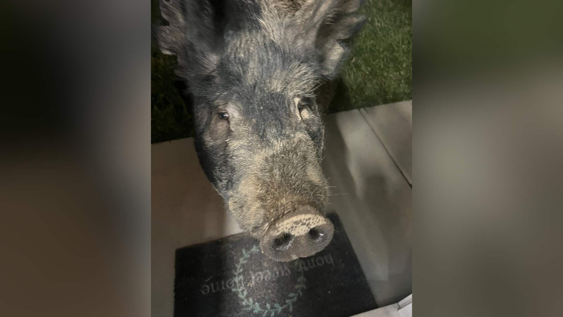 In this image provided by Jake Molgaard, Kevin Bacon, a 450-pound porker wandered, Friday, March 1,...