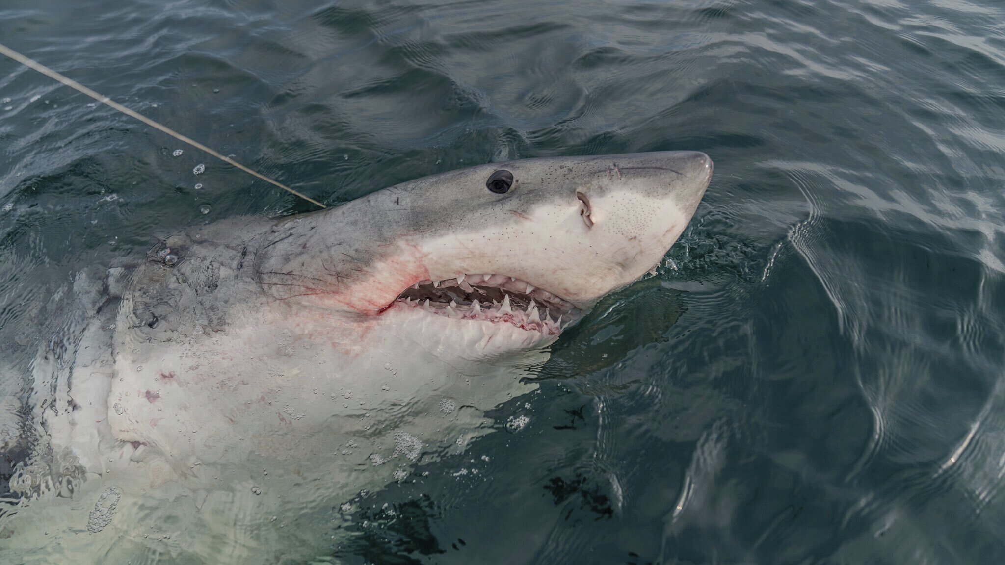 a great white shark named leebeth...