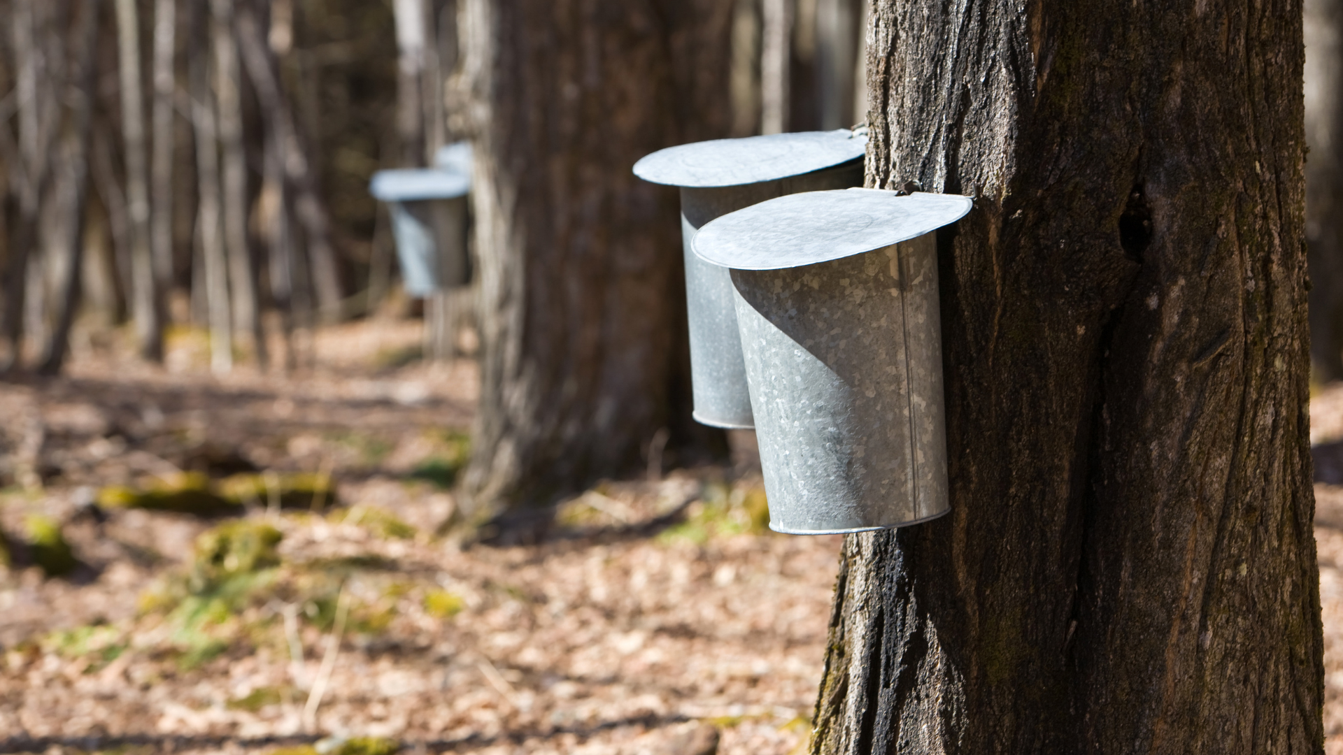 maple syrup buckets on trees, local maple syrup in utah is difficult to get...