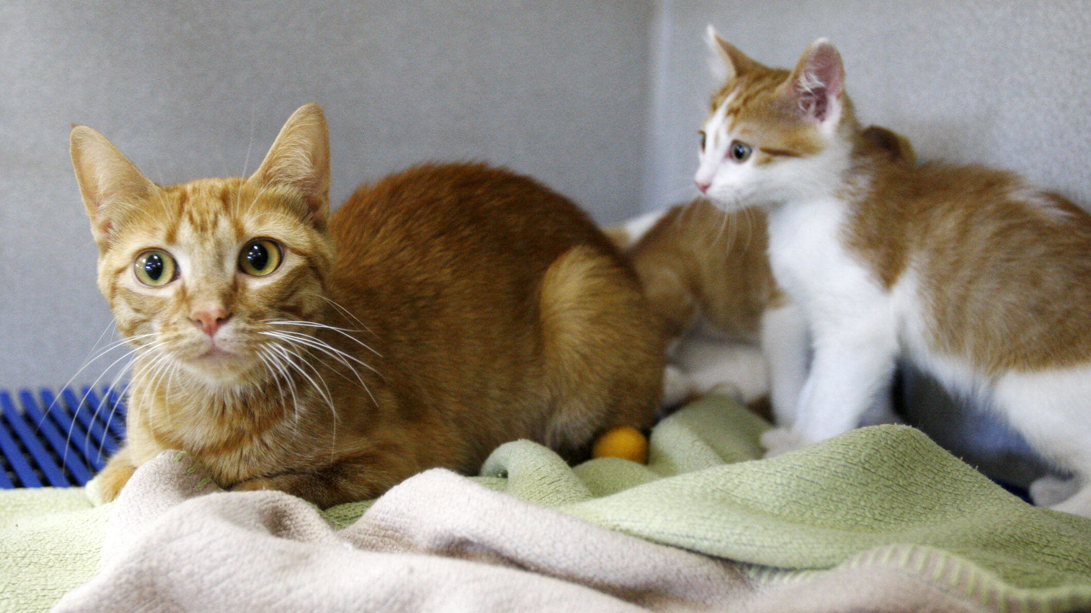 a cat and her kitten shown, Fawn's Family Rescue provides quality time with adoptable ctas...