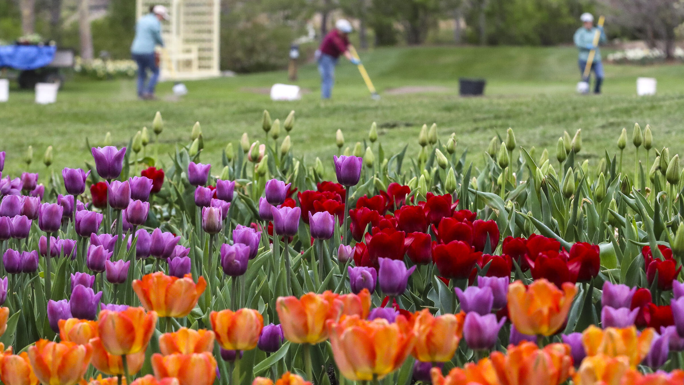 tulips at tulip festival, spring in utah starts tomorrow...