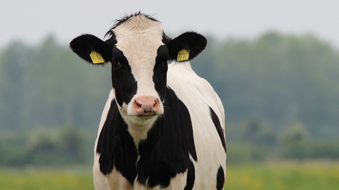 Dairy cows across the country, specifically in Texas, Kansas and New Mexico are getting sick with a...