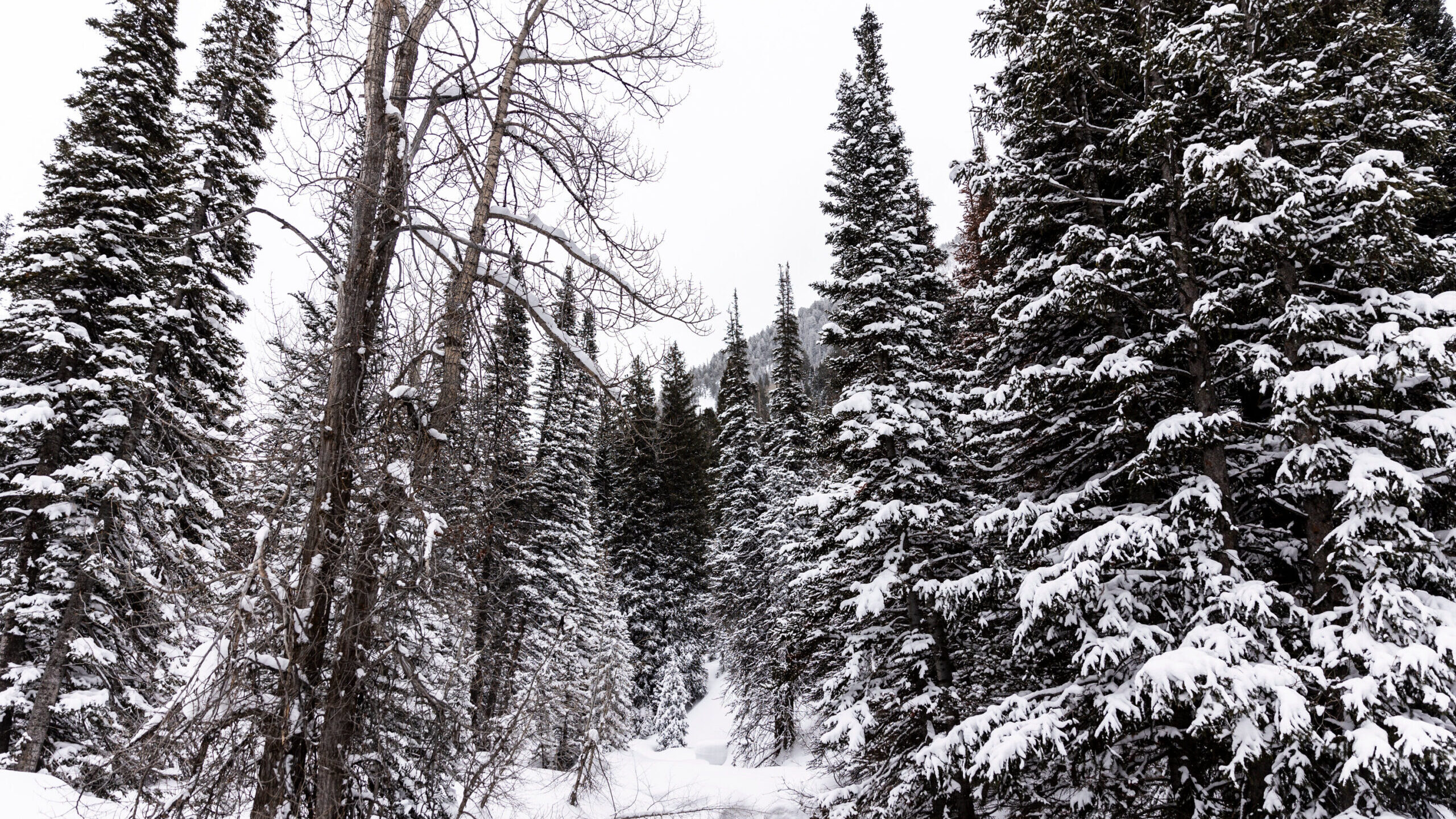 FILE: Trees are seen covered in snow at the Whitepine Trailhead in Alta on Monday, March 4, 2024. B...