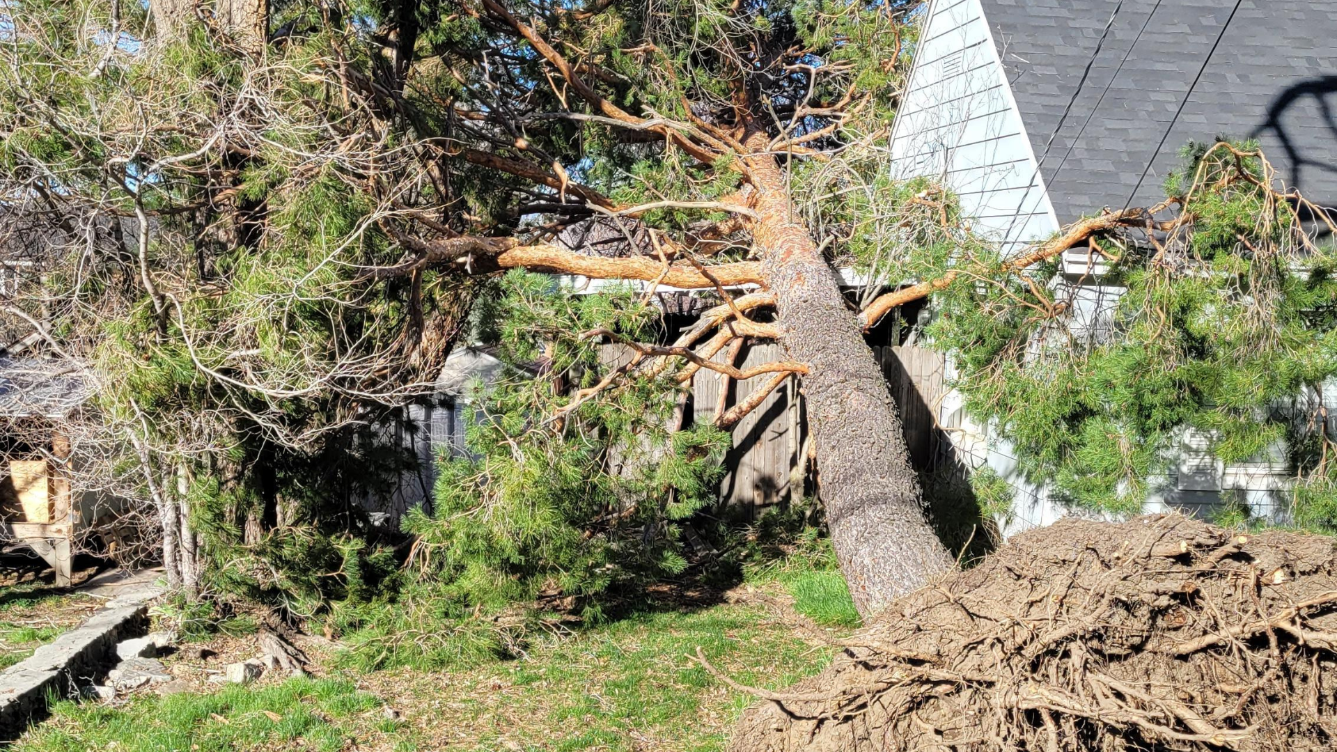 A tree and property damaged by wind in Centerville, Utah....
