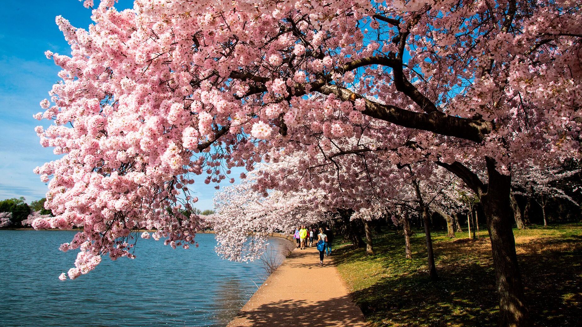Hitting peak time for the cherry tree bloom in Washington, D.C., can be a little tricky. But if you...