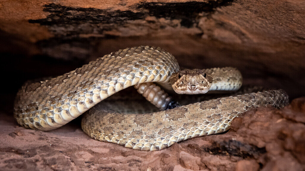 A rattlesnake coils up in a rock crevice in San Juan County on Monday, April 26, 2021....