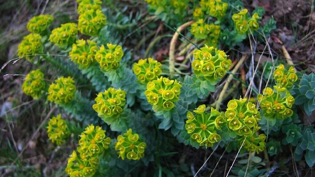Green and yellow leaves of myrtle spurge...