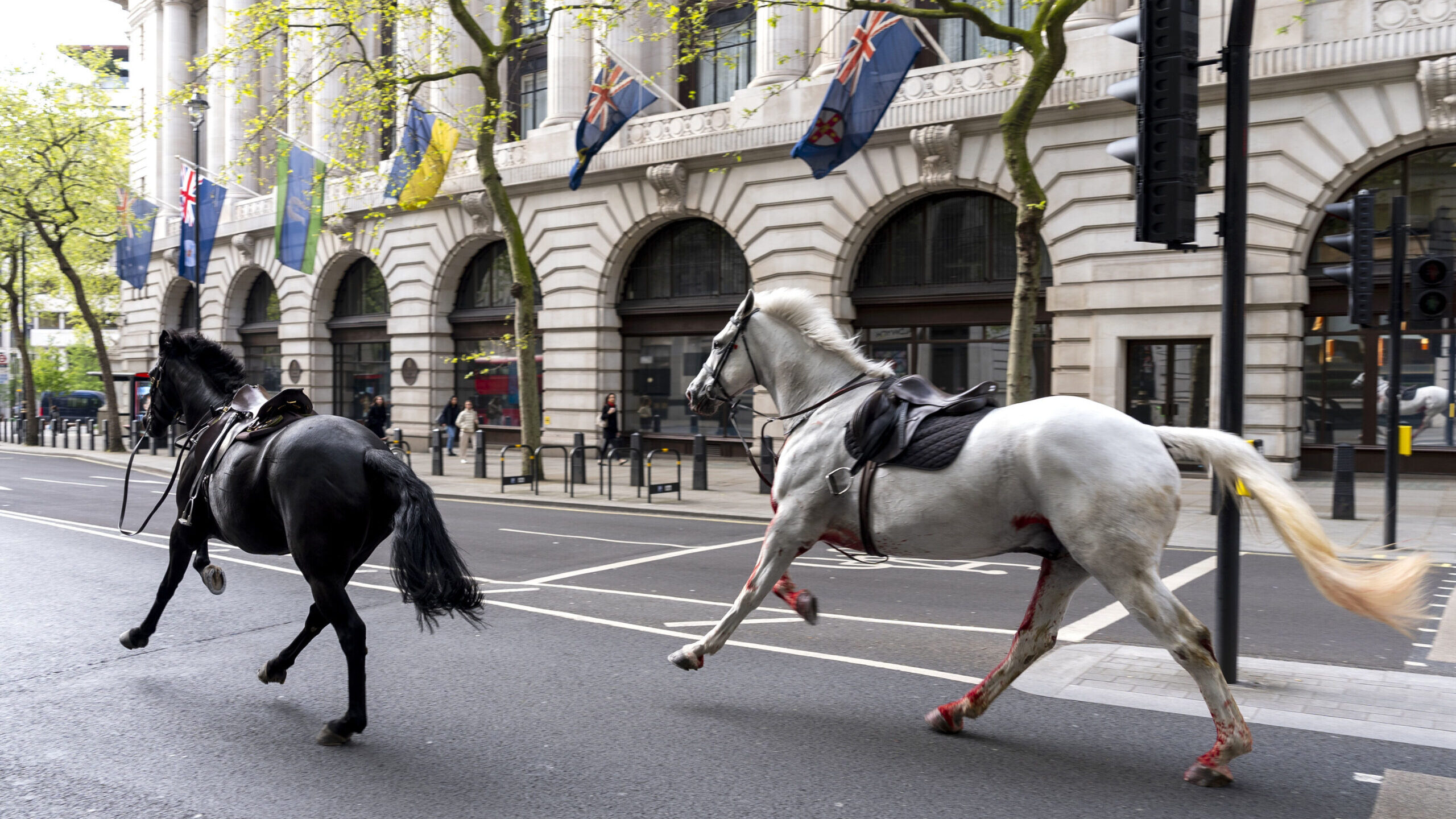 Two horses on the loose bolt through the streets of London near Aldwych, on Wednesday April 24, 202...