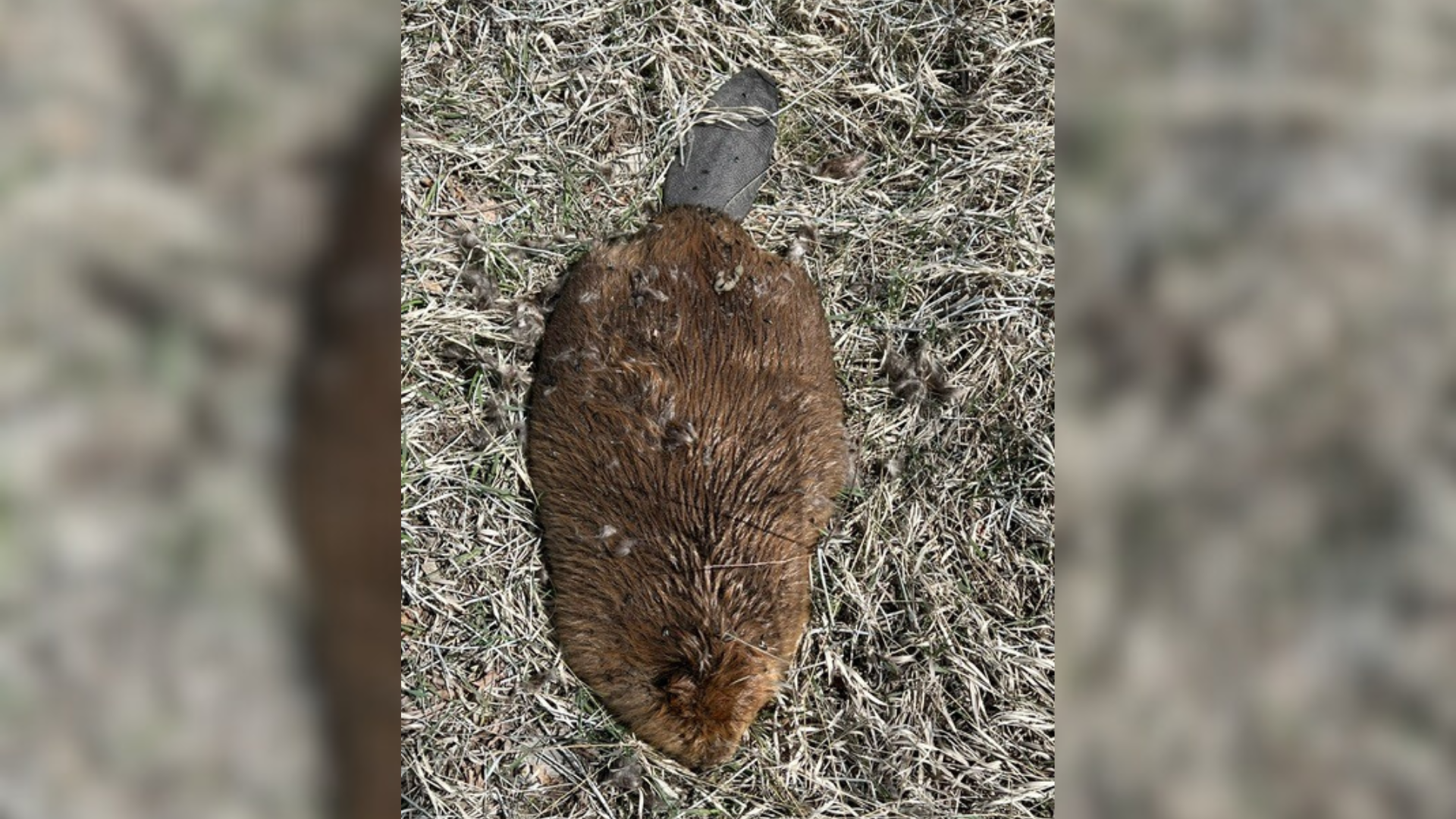 a dead beaver, 9 beaver deaths are being attributed to rabbit fever...