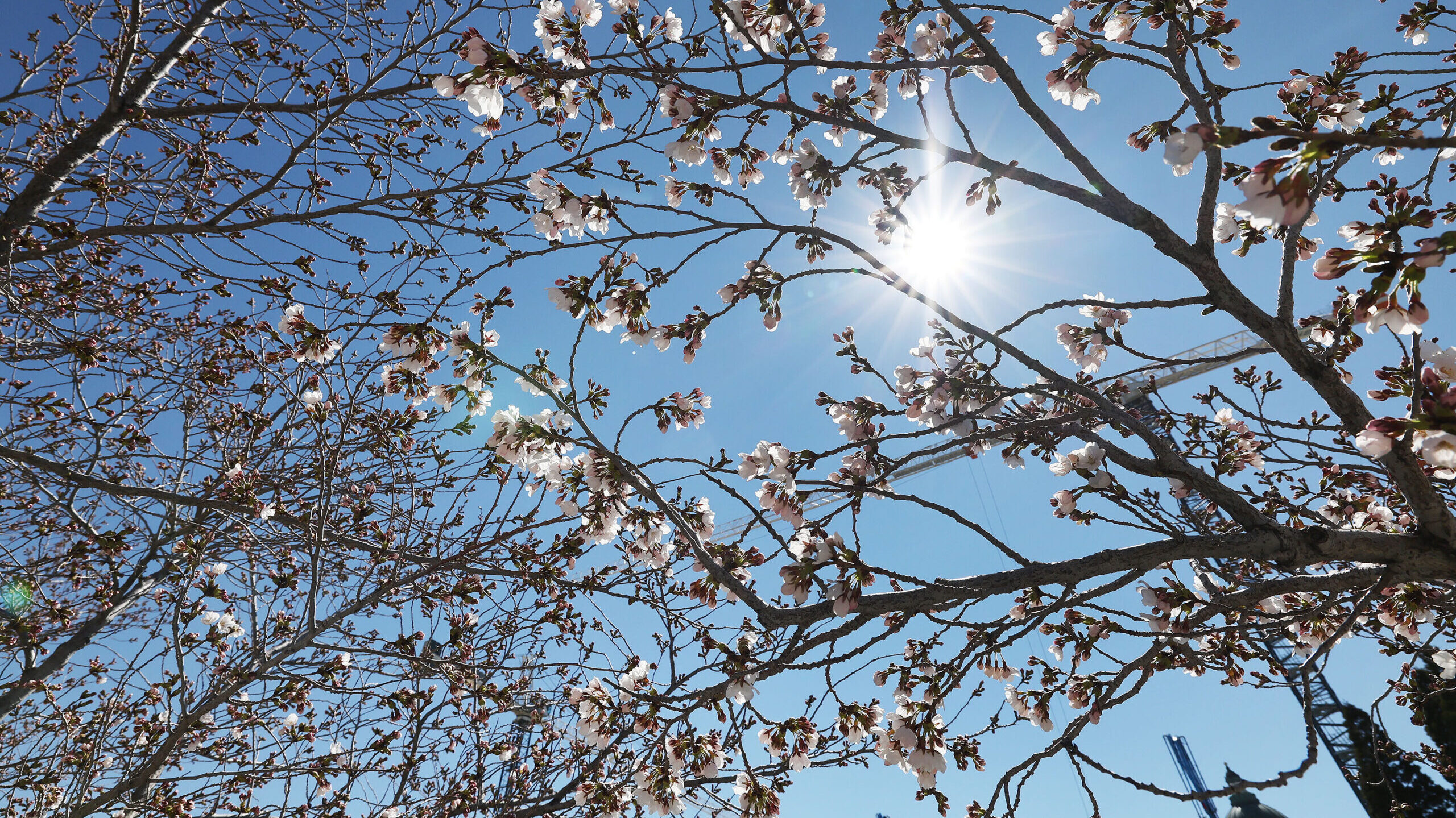 sunshine on cherry blossoms shown, april temperatures will be a little higher this year...