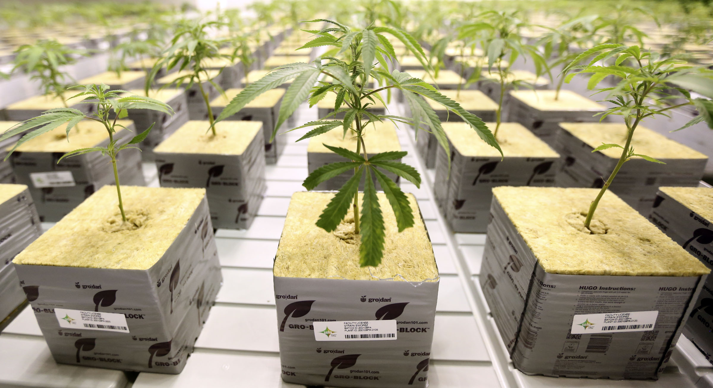 Marijuana plants grow in a facility, medical marijuana cards are increasing...
