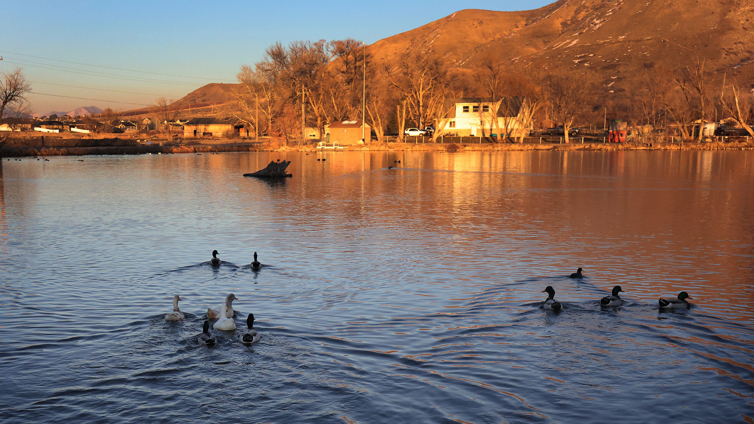 FILE -- Ducks and geese swim in Spring Lake in Payson on Thursday, Jan. 27, 2022. Millions have bee...