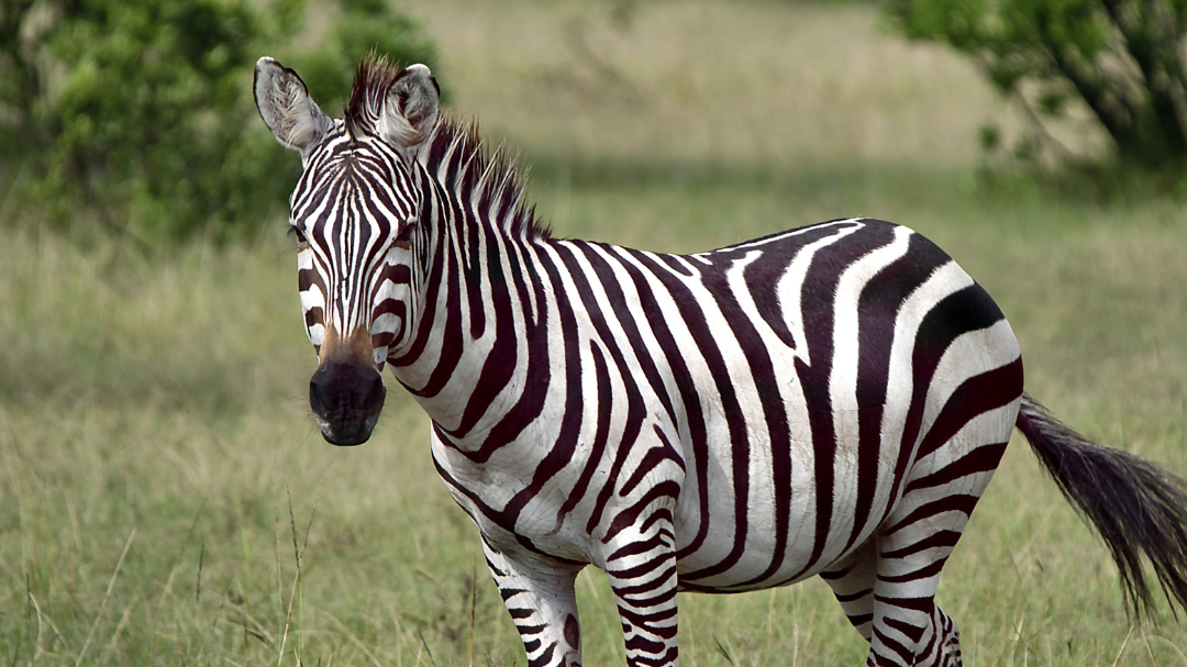 Four zebras ran loose in North Bend, Washington, a little town about 40 miles outside of Seattle. ...
