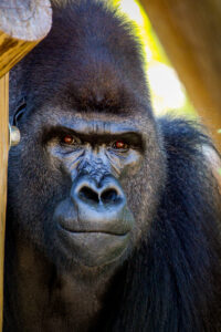 Husani, a male western lowland gorilla and the father of Pele's baby