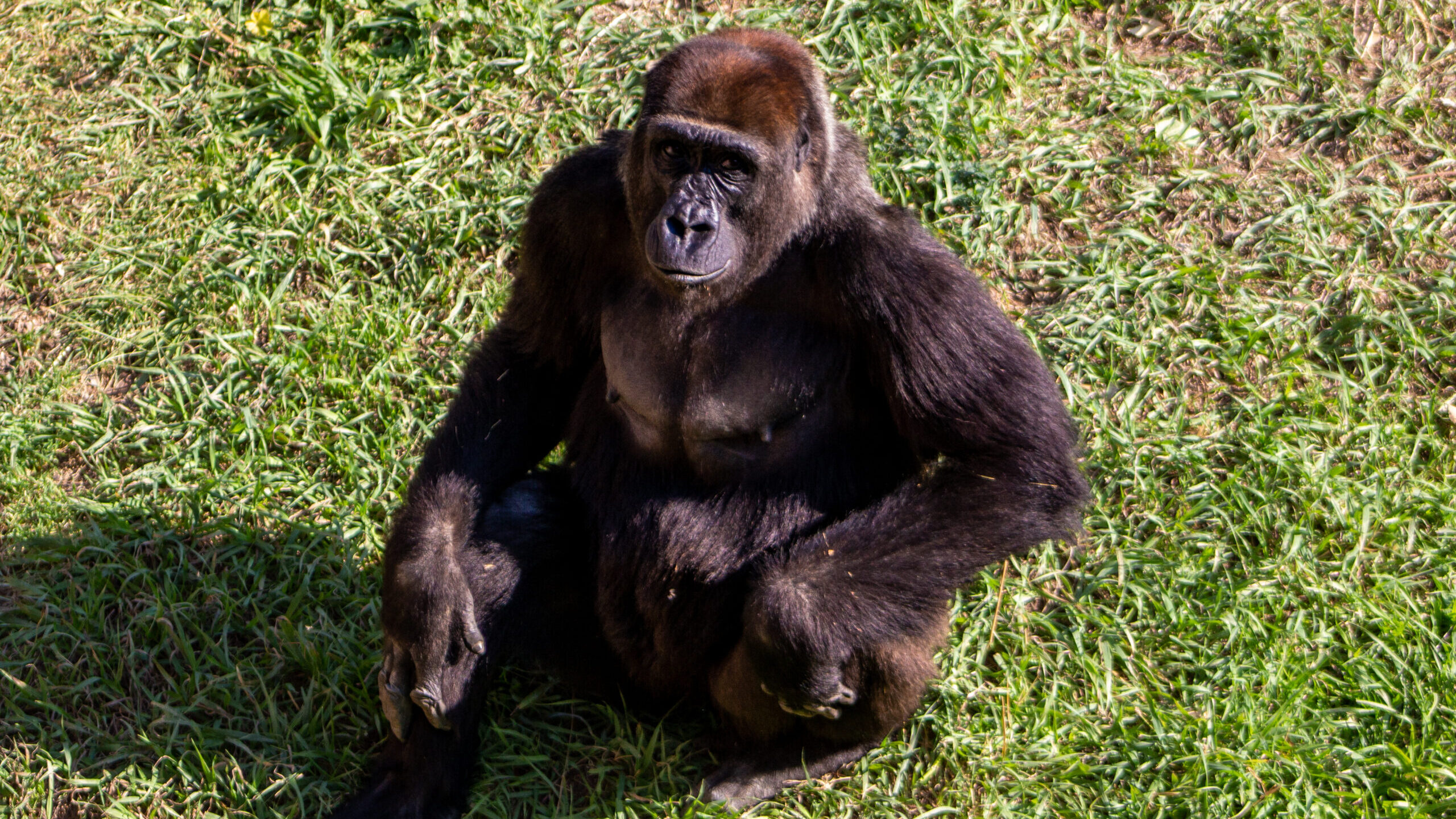 Pele, a gorilla and expectant mother at Hogle Zoo...