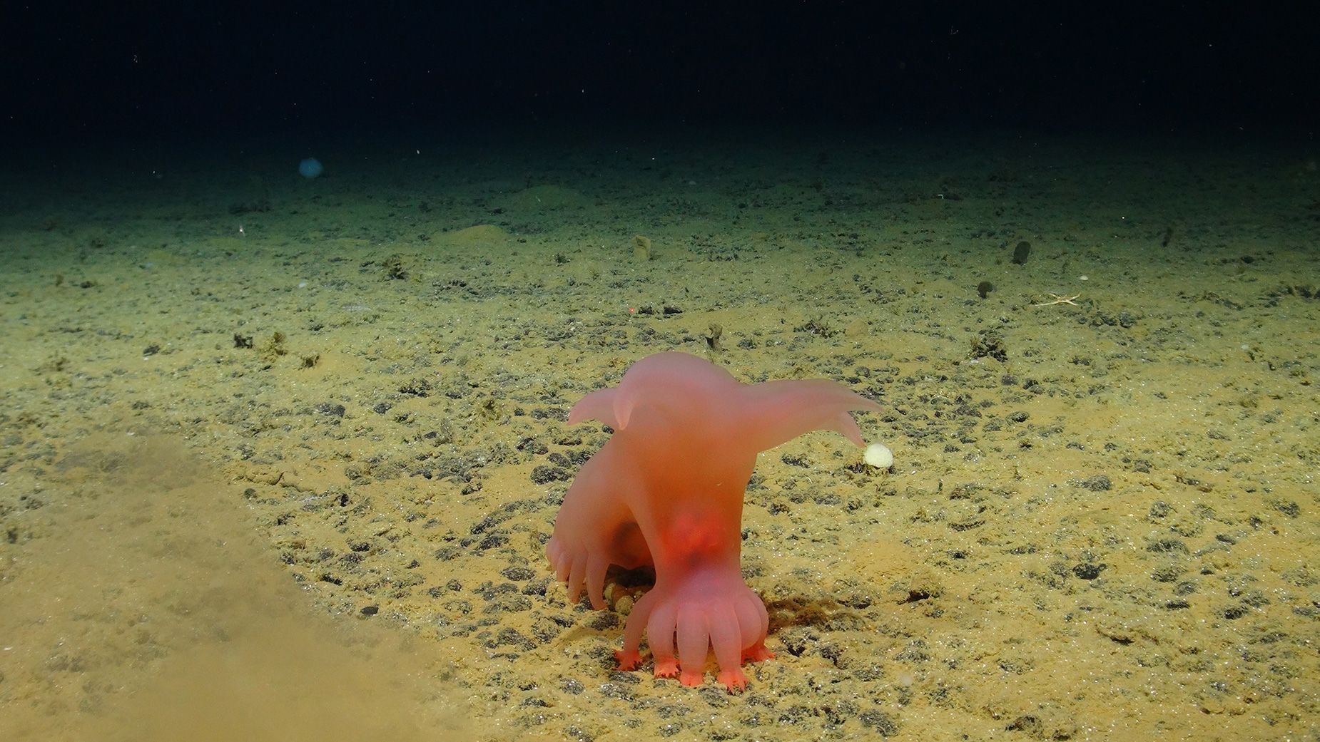 A Barbie-pink sea pig saunters along the seafloor near the Clarion-Clipperton Zone...