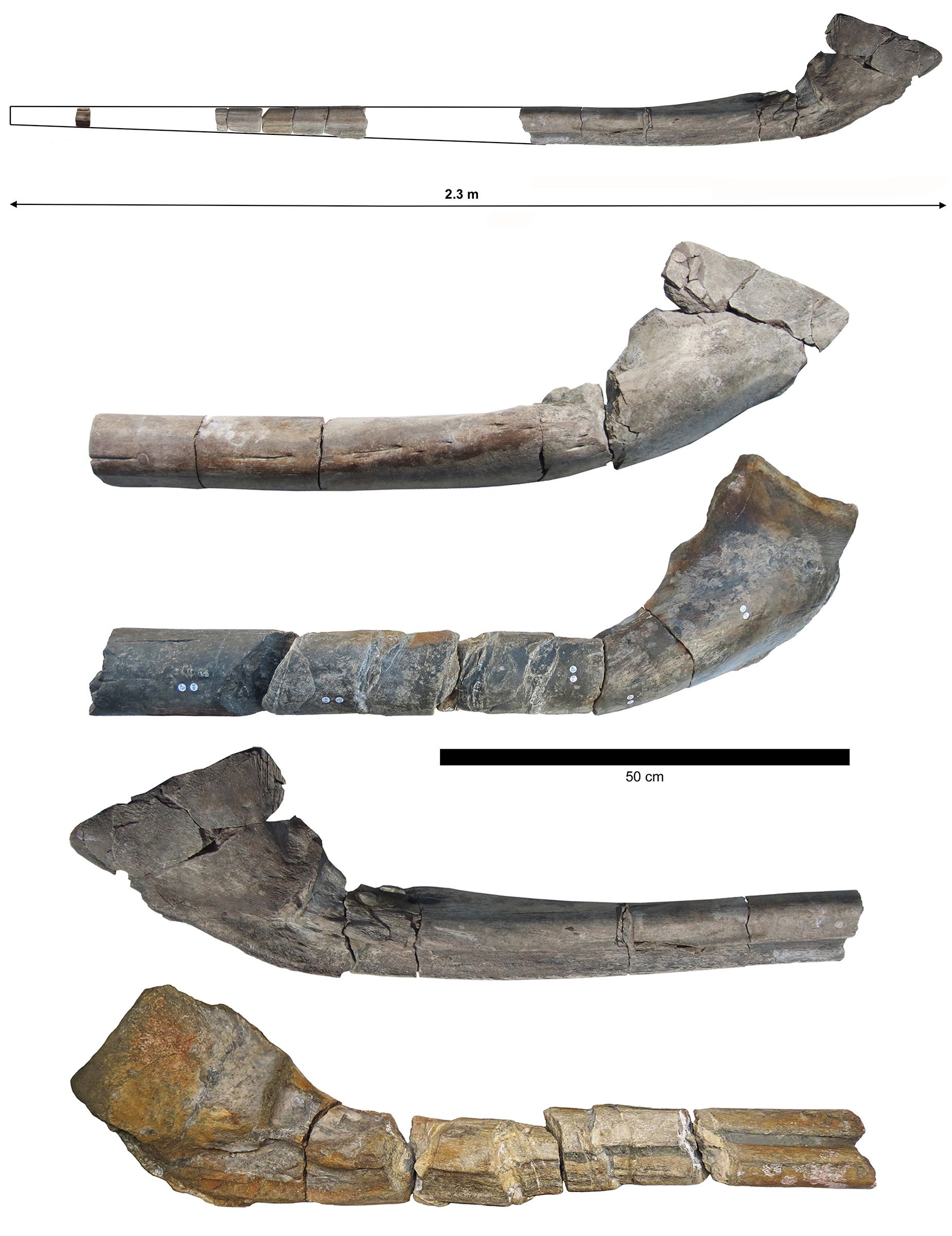 The nearly complete giant jawbone is shown along with the jawbone (middle and bottom) found by Paul...