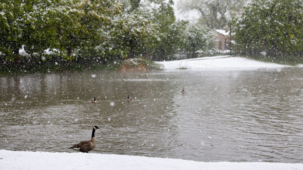 Geese are pictured in the snow at Liberty Park in Salt Lake City on Sunday, May 5, 2024....