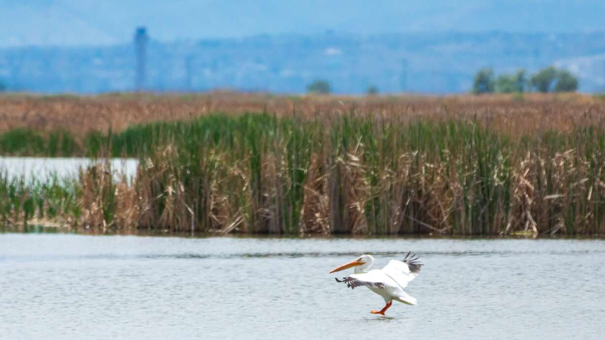 a white pelican lands on water...