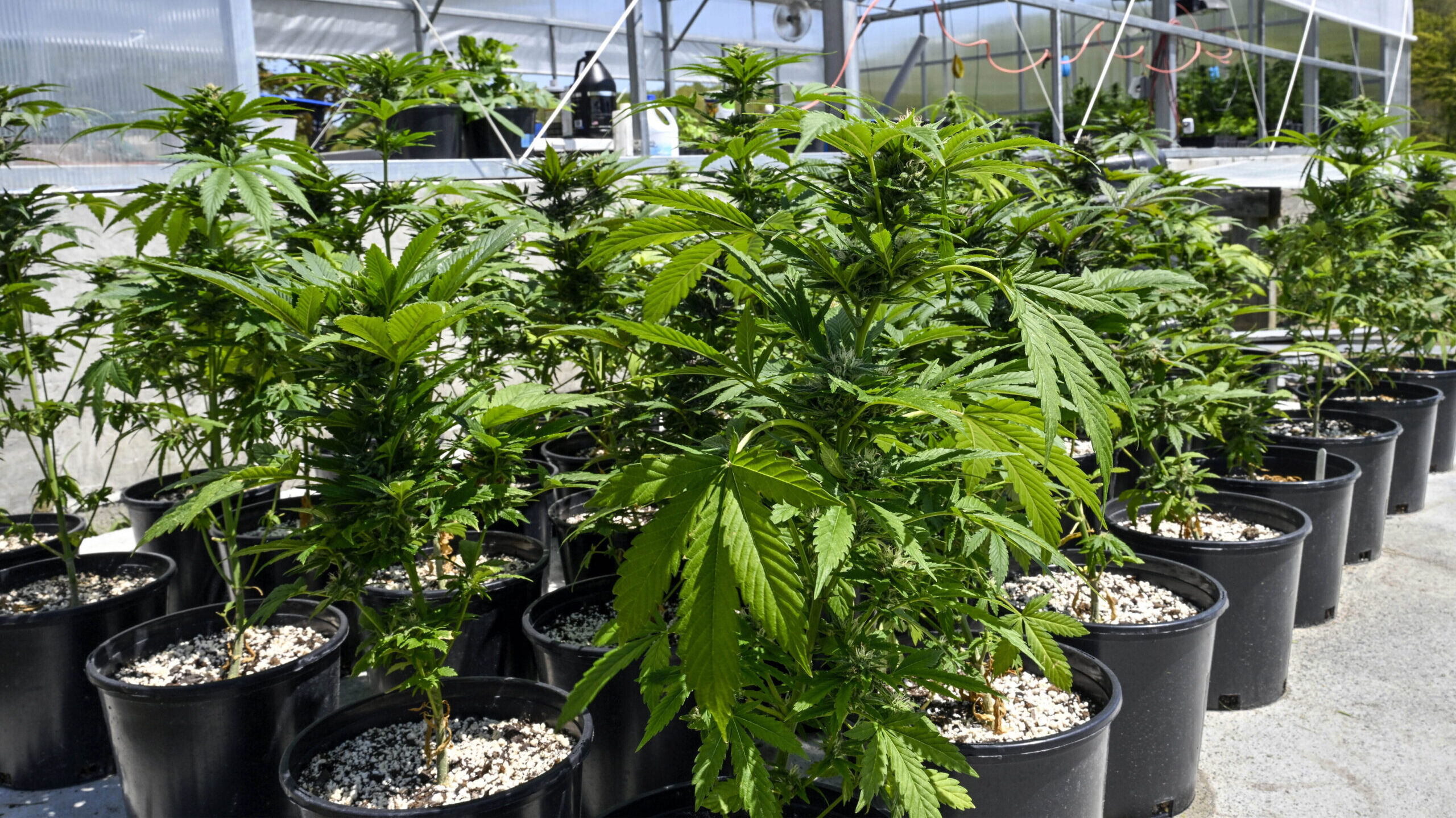 green marijuana plants in black pots...