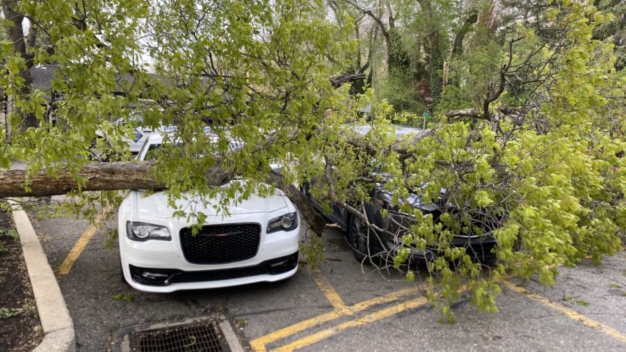 wild weather topples tree on cars...