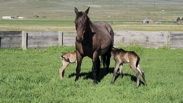 Cadillac, a mare at Upper Creek Ranch, delivered "one in a million" twins on Mother's Day. ...