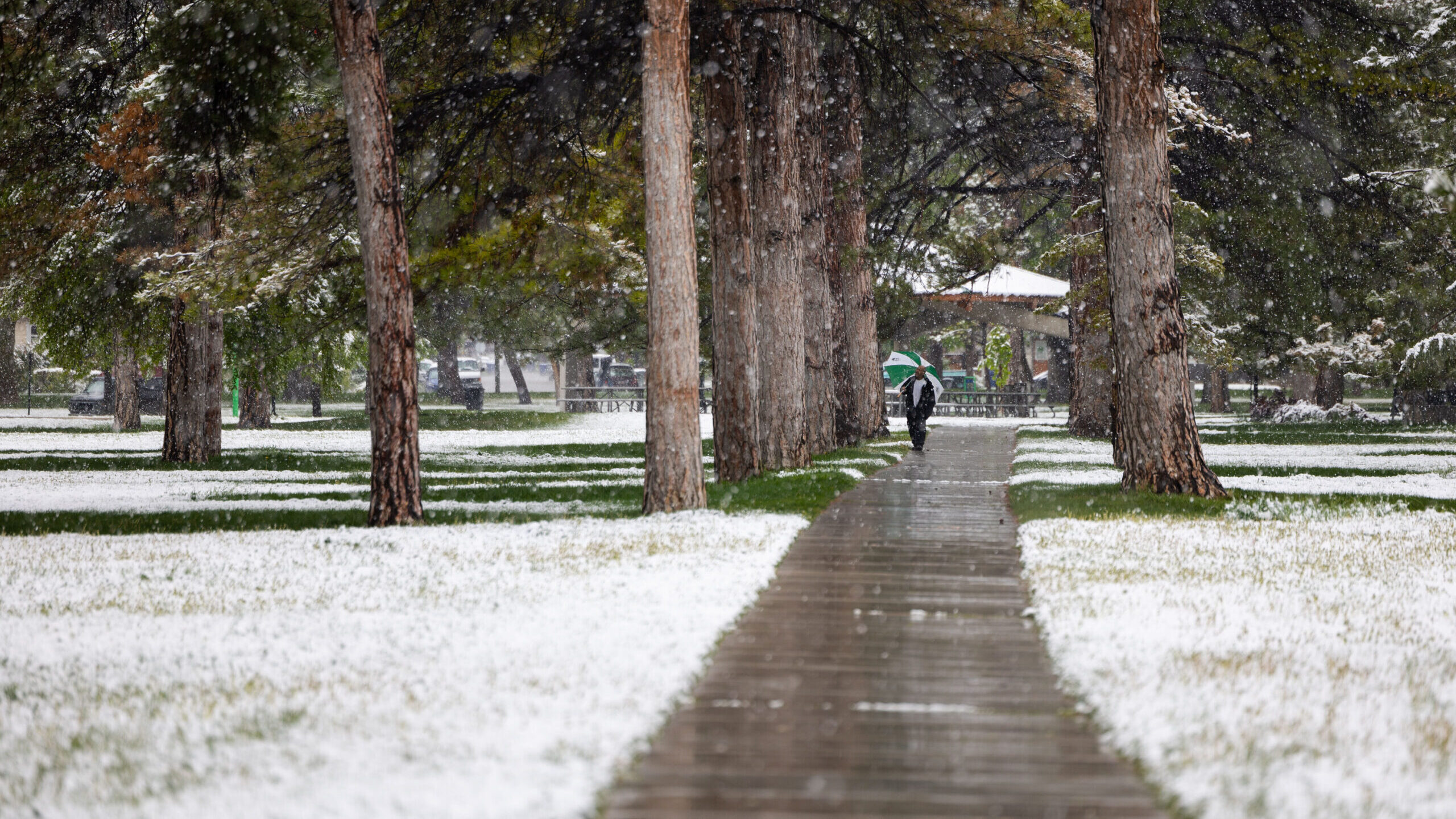 A man, who asked not to be named, walks with his umbrella under snow-covered trees at Liberty Park ...