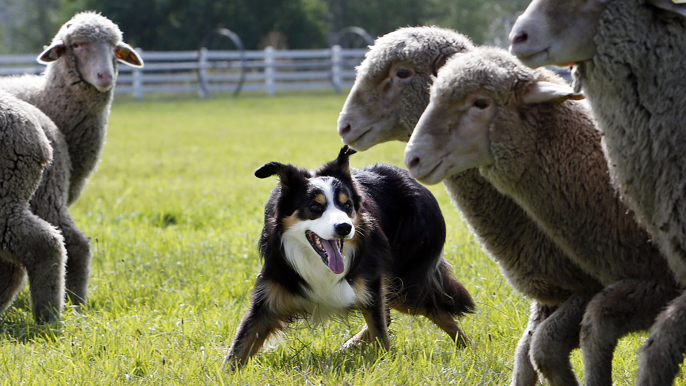 Beverly Lambert of Andover, Conn., practices with her border collie, Joe, and some sheep for the So...